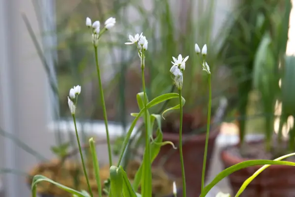 Allium cowanii