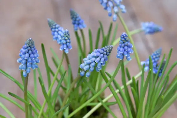 Grape hyacinth (Muscari)