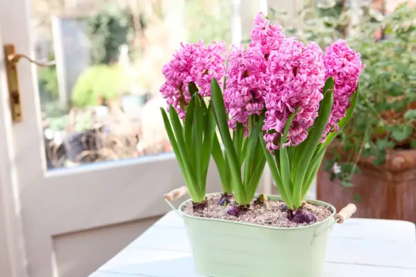 Hyacinths
