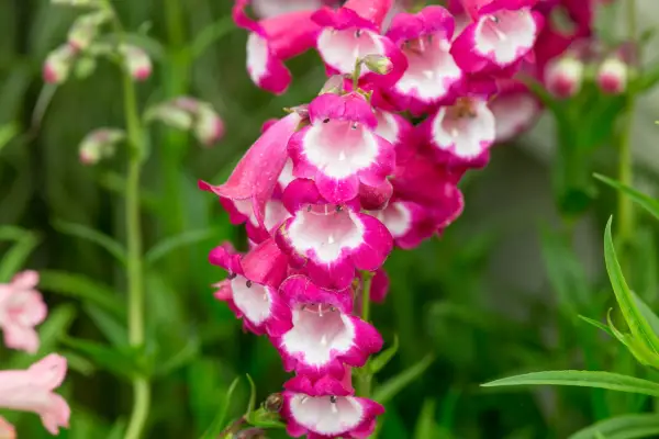 Penstemon 'Pensham Amelia Jane'