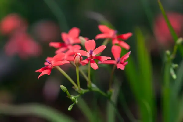 How to grow freesias - Freesia laxa