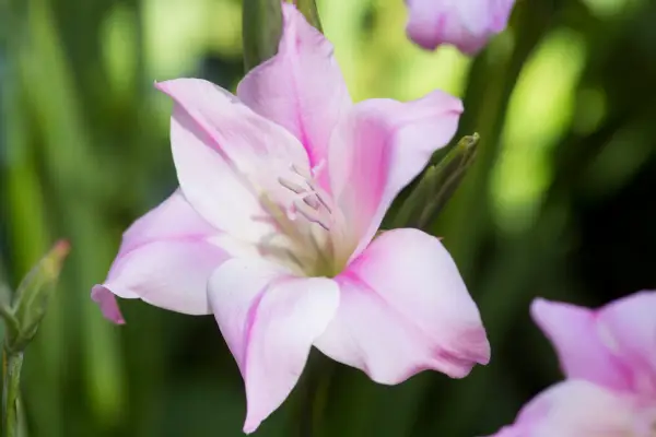 Gladiolus nanus