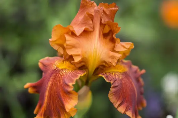 Iris 