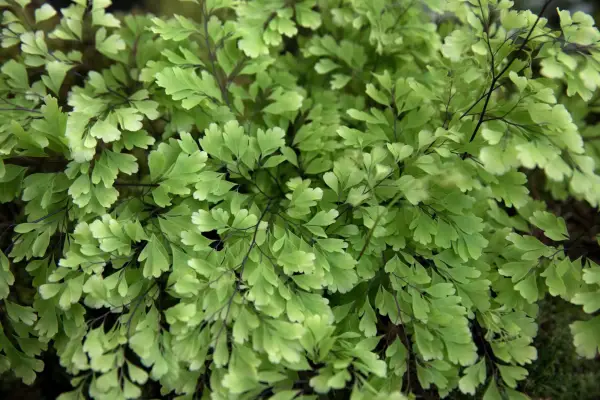 Adiantum raddianum 