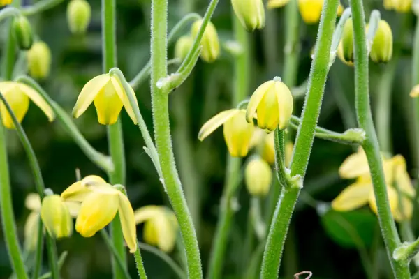 Albuca Shawi