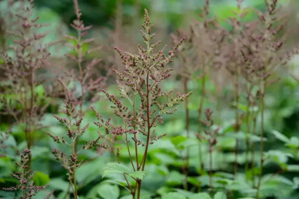 Seria Astilbe „Federsee” ((X Arendii))