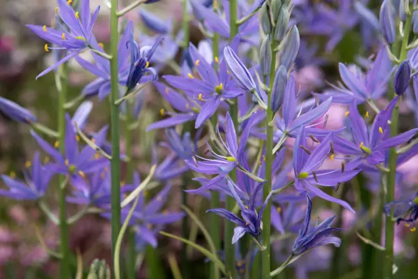Camassia leichtlinei „Maybelle”