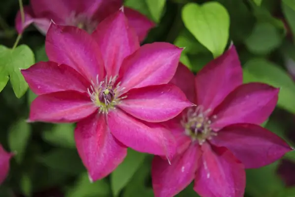 Clematis „Bourbon”