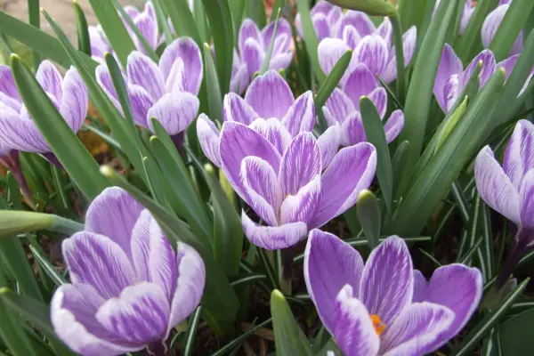 Crocus Vernus 'Pickwick'