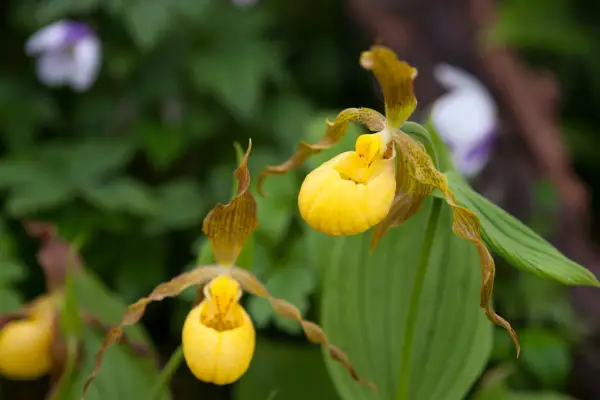 Cypripedium 'Pueblo'