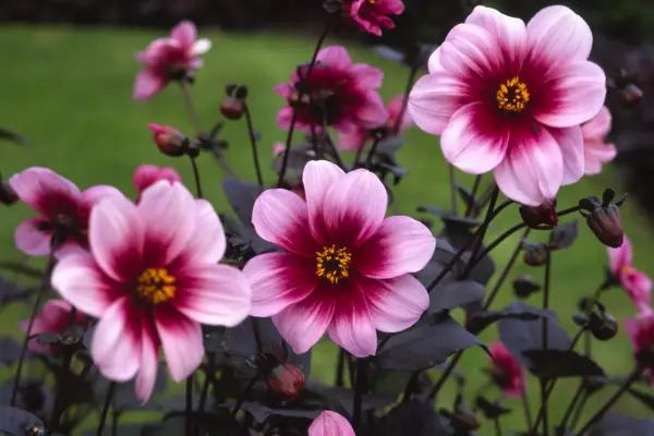 Dahlia 'Desejos e sonhos'