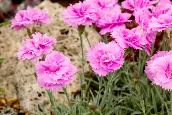 How to grow pinks - Dianthus 