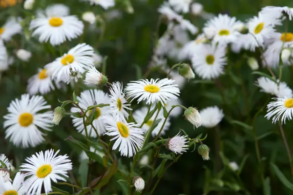 Erigeron „Snehulienka“