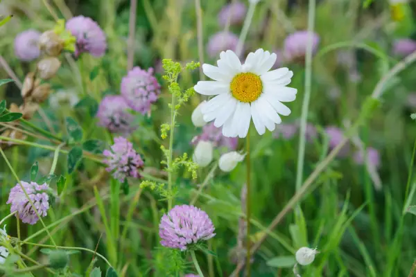 Red clover (Trifolium pratense) and ox-eye daisy (Leucanthemum vulgare)