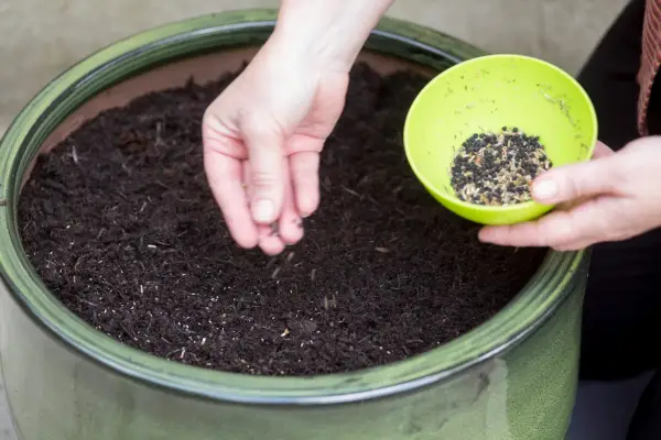 Sowing wildflowers in a pot