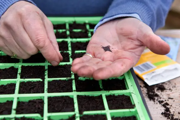 Sowing wildflower seed