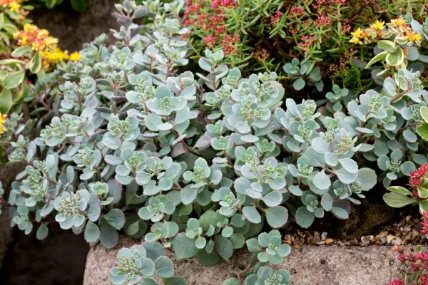 Hylotephium cauticola