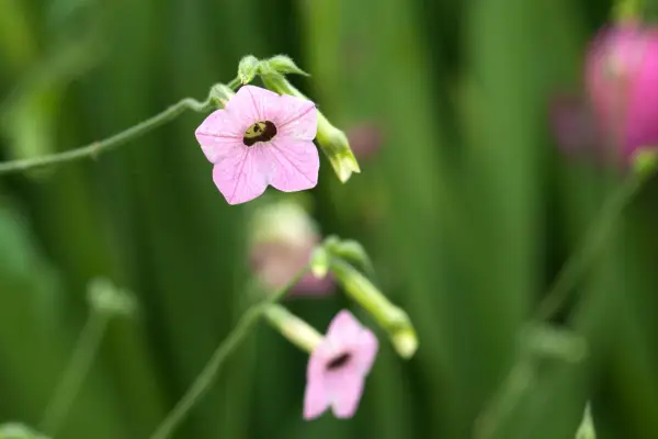 Changement de nicotiana