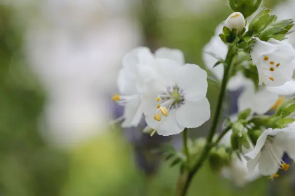 Polemonium azul 'perla blanca'