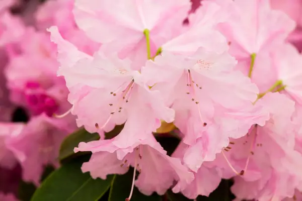 Rododendro 'moerheims rosa'