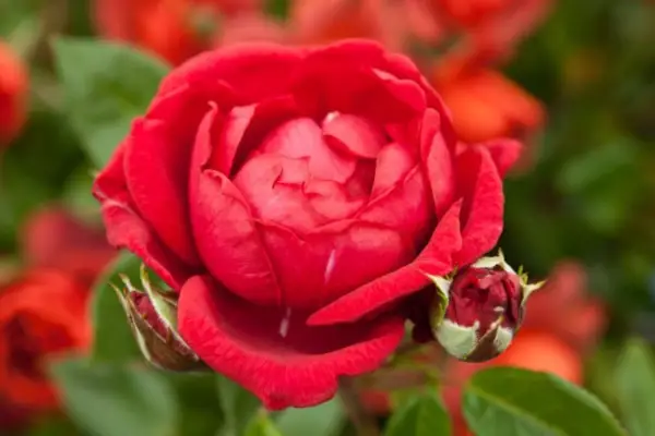 Roz „ridică castelul”