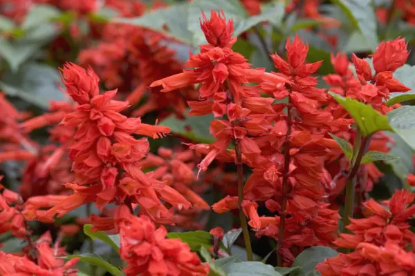 Salvia splendens „oheň“