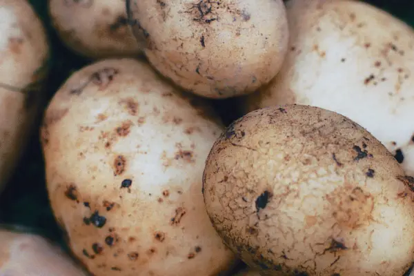 Solanum tuberosum 'nadine'
