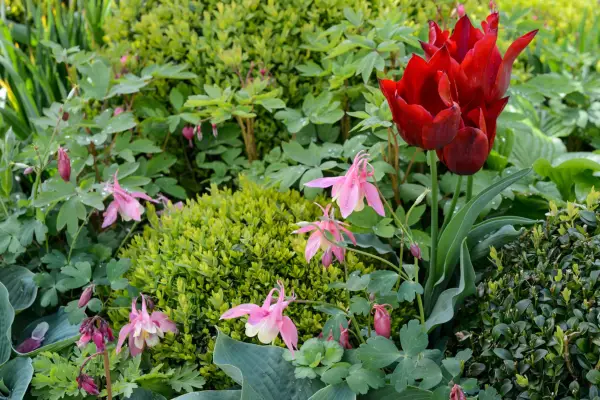 Tulips growing with box