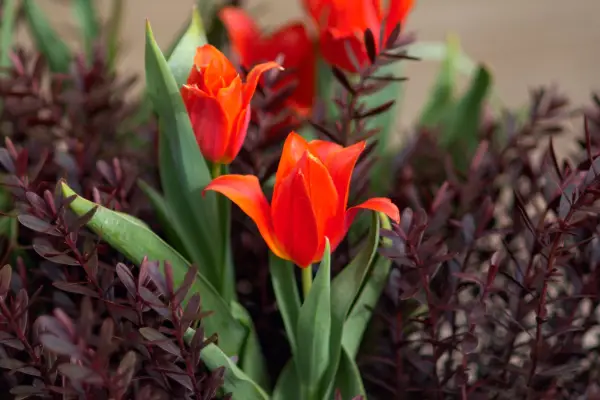 Tulips growing with hebe