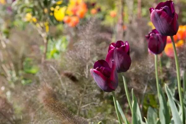 Tulips growing with bronze fennel