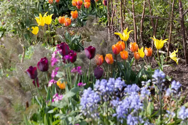 Tulips growing with bluebells