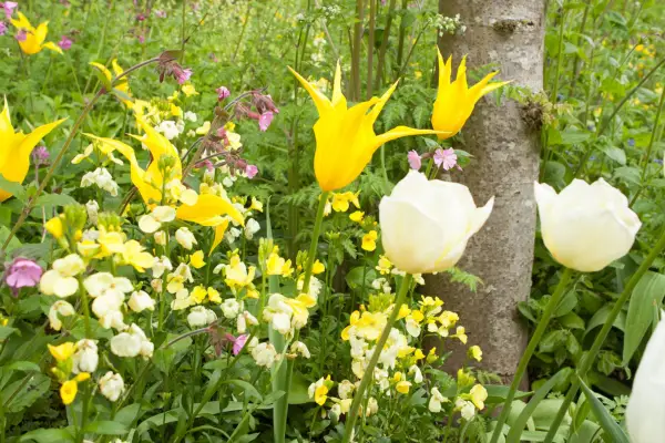 How to grow wallflowers - tulips growing with wallflowers
