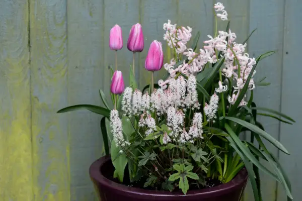 Tulips growing with tiarella