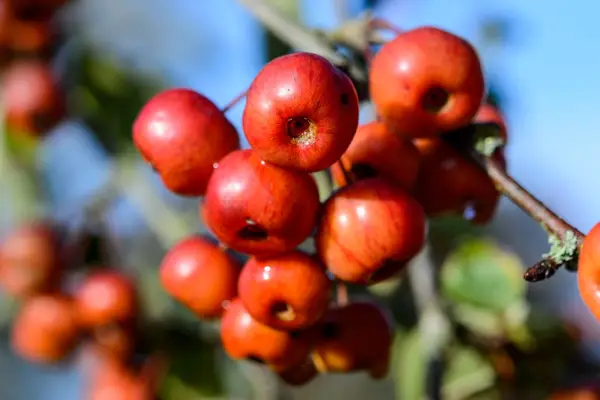 Malus 