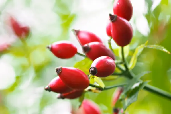 Dog rose (Rosa canina) hips