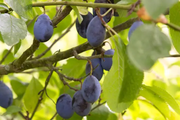 Damsons