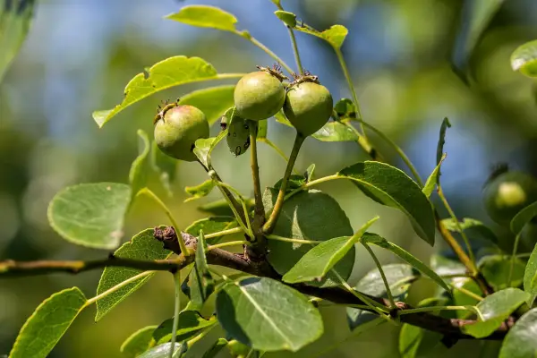 Wild pear (Pyrus pyraster). Photo: Getty Images.