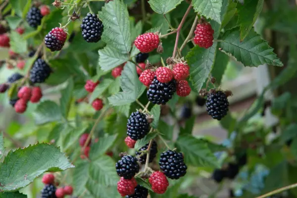 Thornless blackberry 