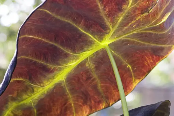 Colocasia esculenta 'illustre'