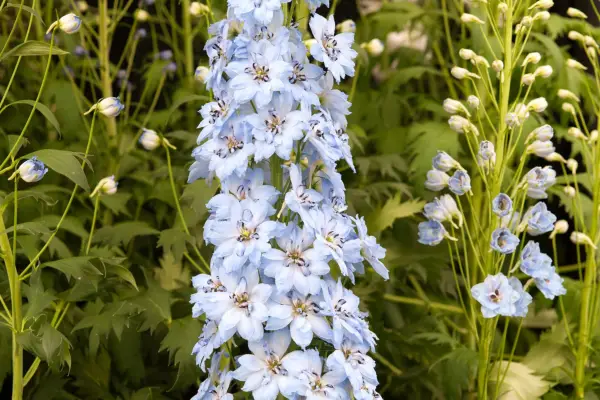 Delphinium „Pandora”