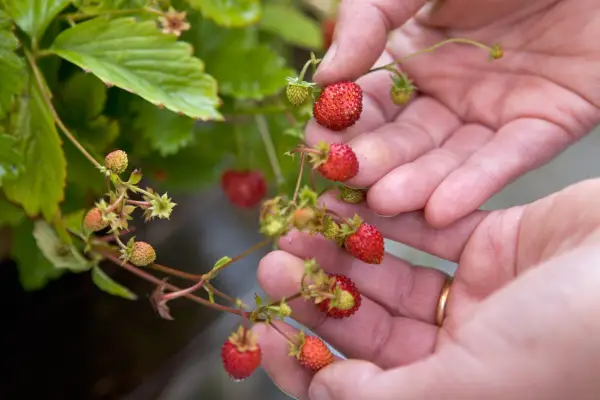 Fragaria Vesca 'Golden Alexandria'