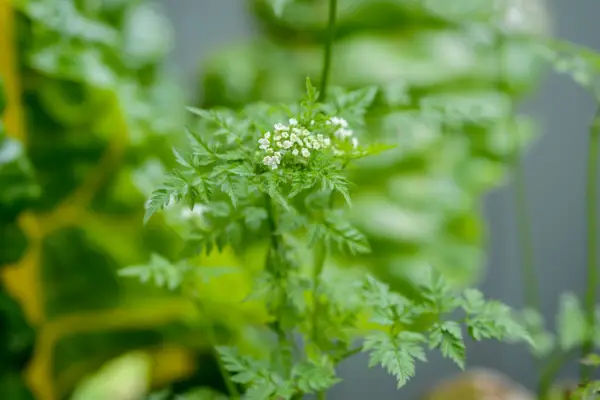 Chervil foliage and developing flower