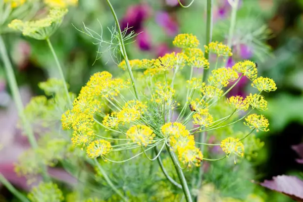 Dill flowers, Anethum graveolens
