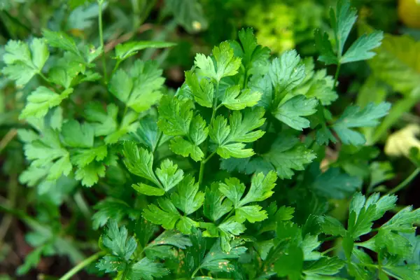 How to grow parsley