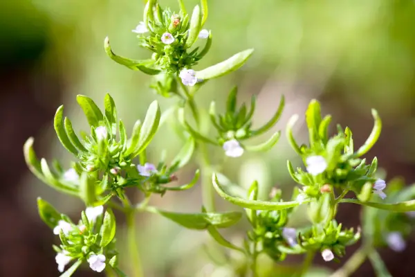 Summer savory (Satureja hortensis)