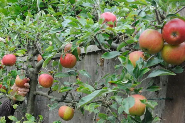 Espalier apple tree