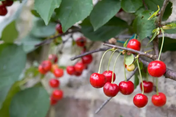 Cherry tree trained as a fan