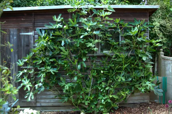 Fig tree trained as a fan