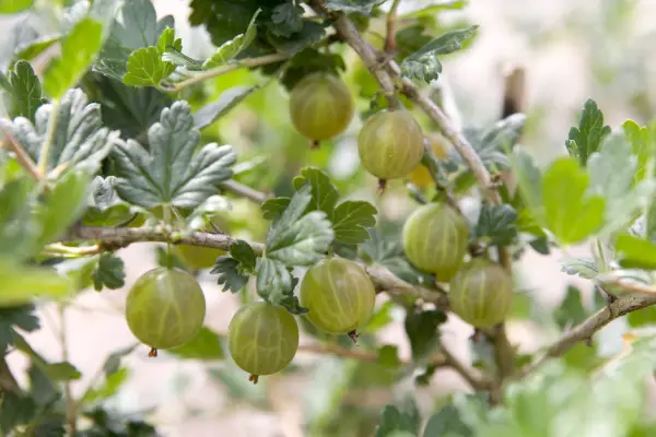 Gooseberry cordon