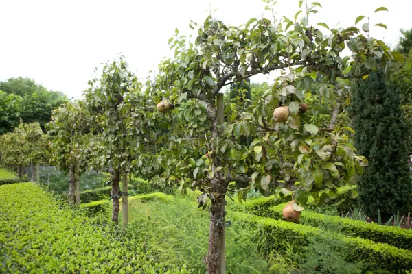 Espalier fruit trees used as a garden divider